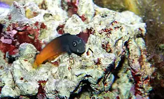 Description de l'image Bicolor blenny Ecsenius bicolor.jpg.