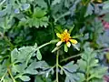 Une fleur jaune.
