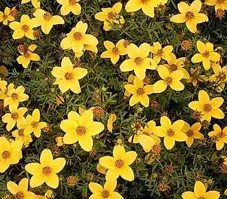 Description de l'image Bidens ferulifolia 04 ies.jpg.