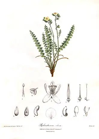 Description de l'image BiebersteiniaOdoraRoyle.jpg.