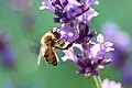 Lavande (Lavandula sp., Lamiales, Lamiaceae)