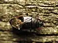Geocorinae : Geocoris uliginosus, Washington DC (États-Unis).