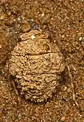 Gelastocoris oculatus recouvert de boue, Maryland USA