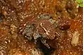 Gelastocoris oculatus, Okaloacoochee Slough State Forest, Floride