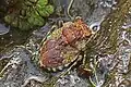 Gelastocoris oculatus, Maryland, USA