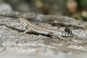Description de l'image Big Bend Canyon Lizard - Flickr - GregTheBusker.jpg.