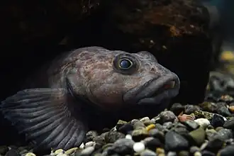 Description de l'image Big red sculpin (Procottus major).jpg.