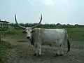 Bœuf gris de Hongrie.