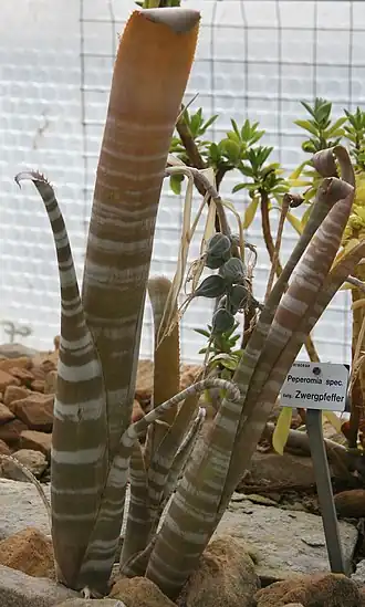 Description de l'image Billbergia kuhlmannii 03.jpg.