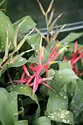 Inflorescence.