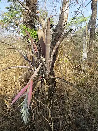 Description de l'image Billbergia pallidiflora.jpg.