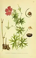 Géranium sanguin (Herbier)