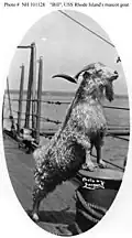Bill the Goat&nbsp;(en)
