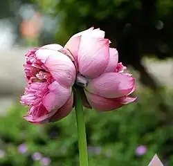 Lotus à double fleur.Deux fleurssur un même pédoncule.
