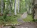 Sentier de randonnée autour du lac