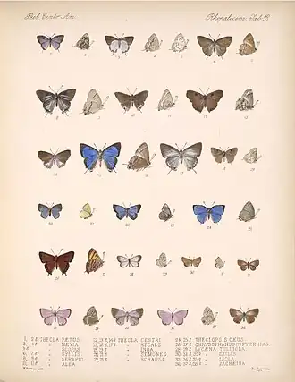 Description de l'image BiologiaCentraliAmericanaRhopaloceraPlate 58.jpg.