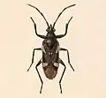 Bathycles maculatus, détail d'une lithographie de Biologia Centrali-Americana: Insecta. Rhynchota, vers 1893.