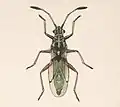 Neoninus illustris, illustration de Biologia Centrali Americana, entre 1883 et 1893.