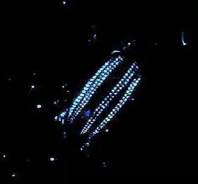 Euplokamis sp. (Euplokamididae).