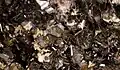Biotite - Monte Somma Italie - (Vue 1,5 cm)
