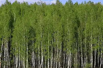 forêt de bouleaux
