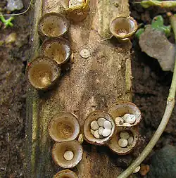 Crucibulum laeve