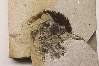 Tête d'oiseau.