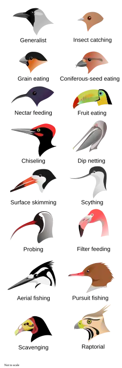 Illustration des têtes de 16 types d'oiseaux avec différentes formes et tailles de bec