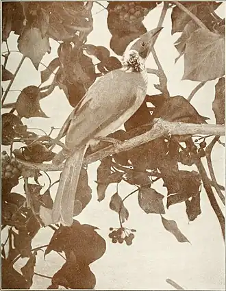 Description de l'image Bird notes (1913) (14563409808).jpg.