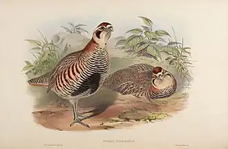 Perdix hodgsoniae