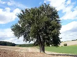 Birnbaum am Lerchenberg (de) : poirier classé Monument naturel en Basse-Franconie (All.).