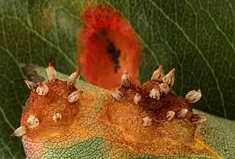 Gymnosporangium fuscum, un Pucciniomycetes