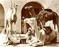 Méharis- Biskra - vers 1895.