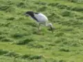 Une Cigogne blanche.