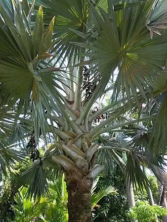 Les feuilles argentées de Bismarckia nobilis