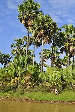 Bismarckia nobilis le long du lac Kinkony, Boeny, Madagascar.