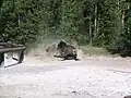 Bison