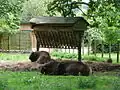 des bisons