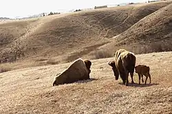 Photographie de trois bisons vus de dos