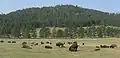 Bisons.