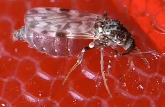 Culicoides sonorensis, un Ceratopogonidae