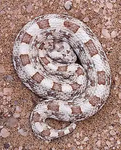 Bitis caudalis