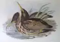 Illustration de John Gould