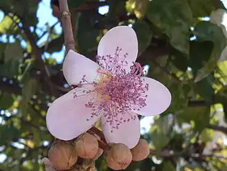 Fleur.