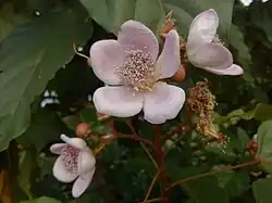 Fleurs du roucou
