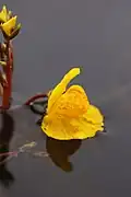 La fleur.