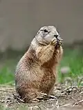 Chien de prairie