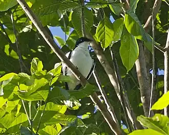 Description de l'image Black-browed Triller (Lalage atrovirens).jpg.