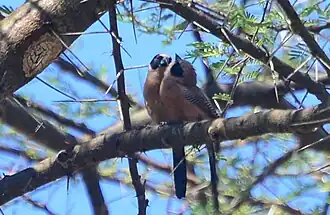 Description de l'image Black-cheeked Waxbill imported from iNaturalist photo 135134530 on 27 January 2022.jpg.