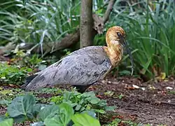 Ibis à face noire